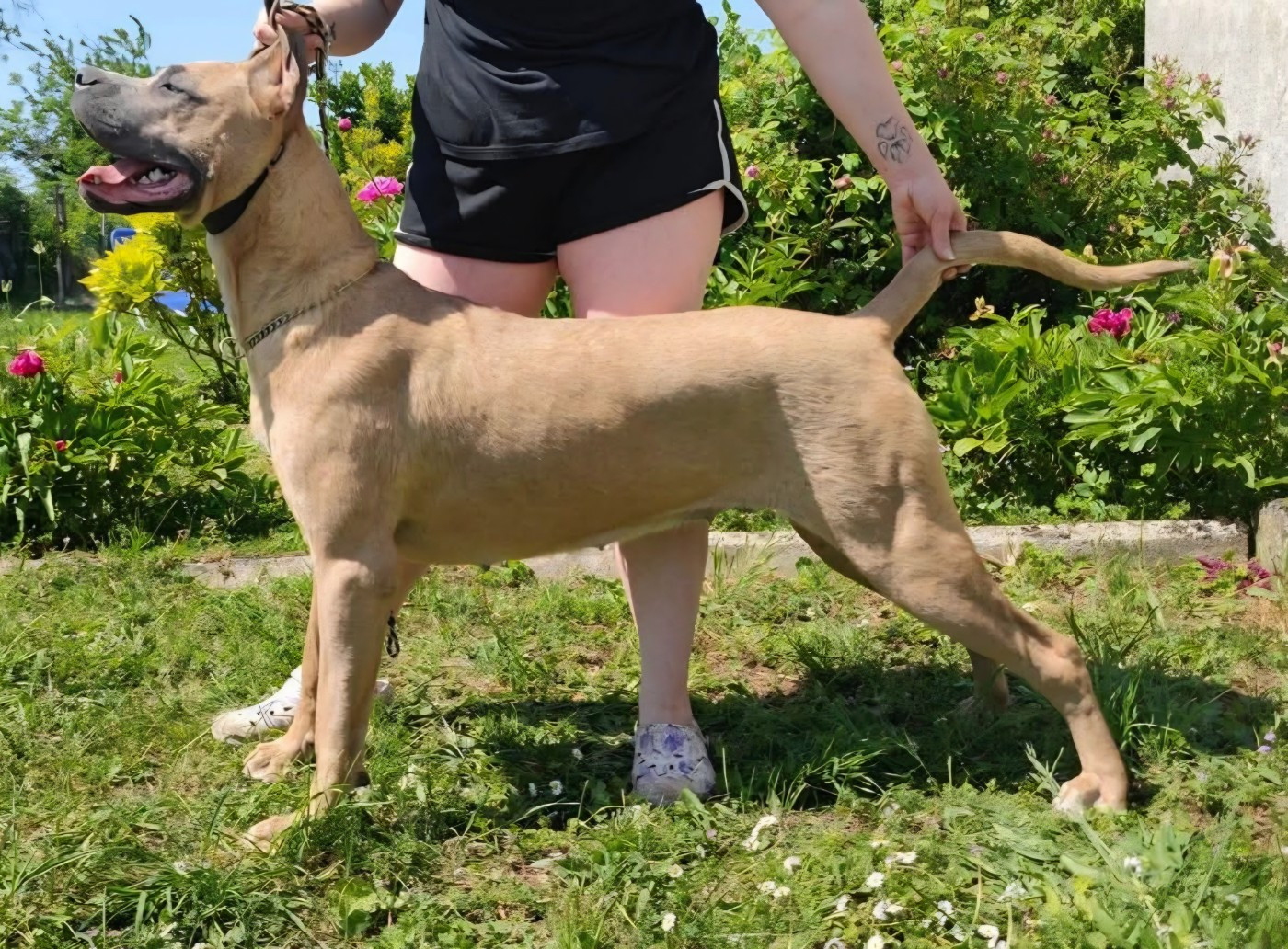 tzigane du temple de jade