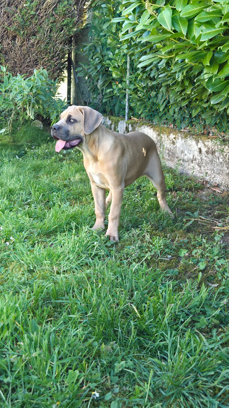 La portée de tzigane