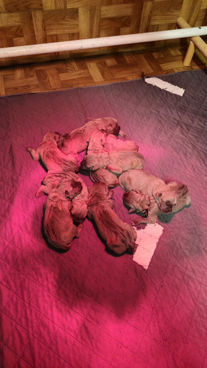 Chiot Cane Corso Des Anges Impériaux