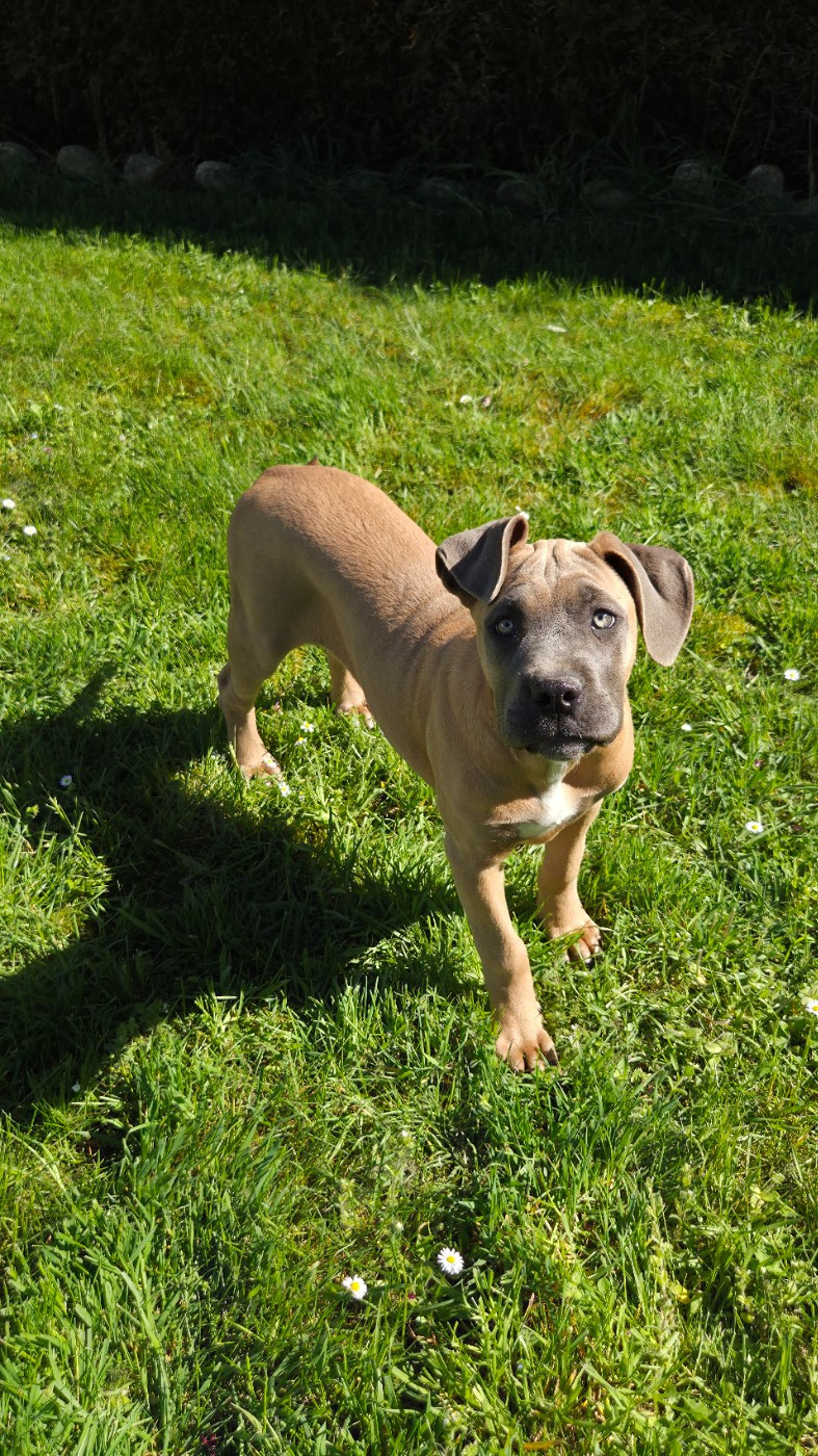 Des Anges Impériaux - Chiots disponibles - Cane Corso