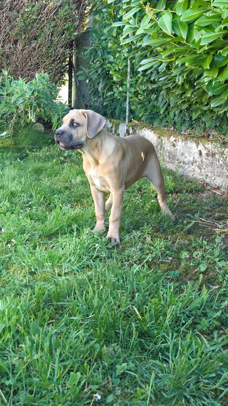 Des Anges Impériaux - Chiots disponibles - Cane Corso