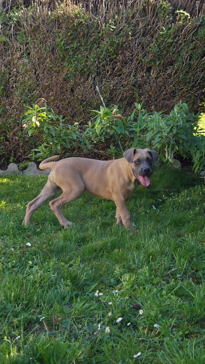 Des Anges Impériaux - Chiots disponibles - Cane Corso